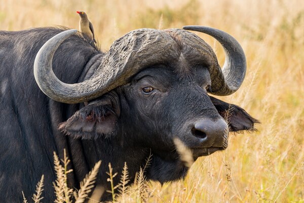 Животные Уганды с фото и описанием - Африканский или кафрский буйвол