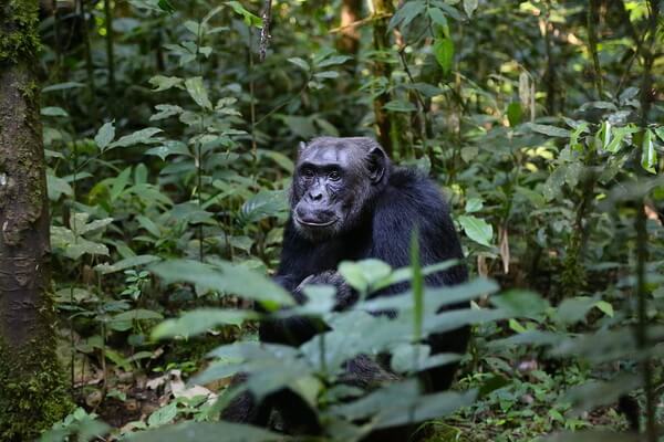 Животные Уганды с фото и описанием - Шимпанзе