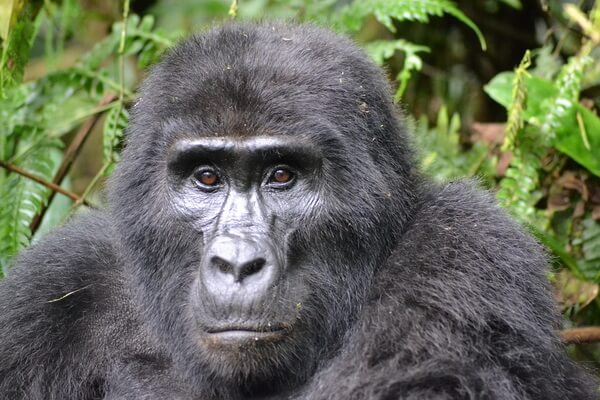 Животные Уганды с фото и описанием - Горная горилла