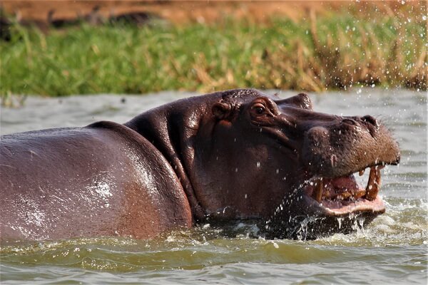 Животные Уганды с фото и описанием - Бегемот