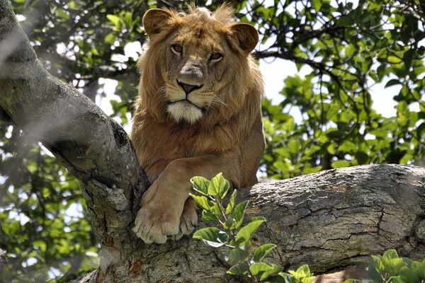 Животные Уганды с фото и описанием - Львы