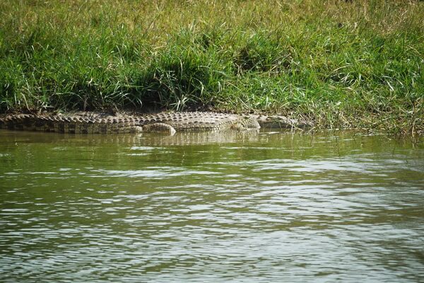 Животные Уганды с фото и описанием - Крокодилы