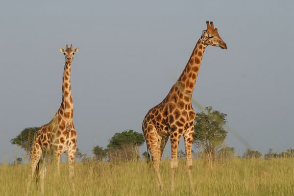 Животные Уганды с фото и описанием - Жираф Ротшильда