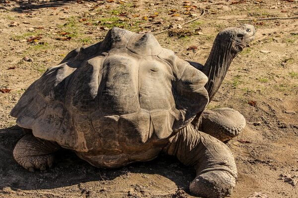 Животные-эндемики Южной Америки с фото и описанием - Слоновая или галапагосская черепаха