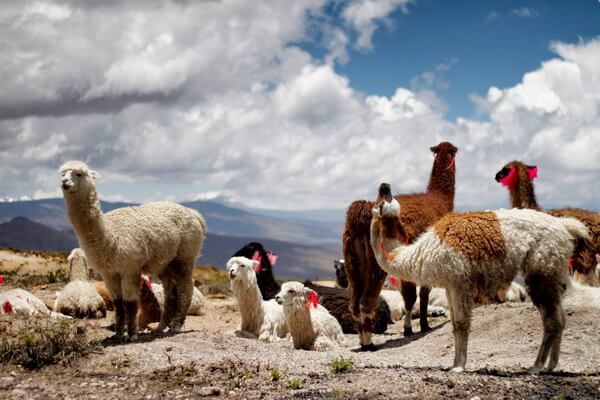Животные-эндемики Южной Америки с фото и описанием - Лама