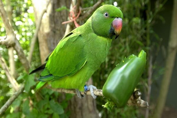 Птицы Маврикия с фото и описанием - Маврикийский кольчатый попугай