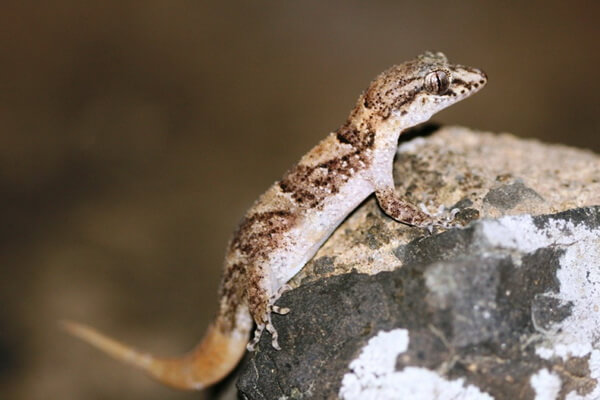 Животные Маврикия с фото и описанием - Ночной геккон Даррелла