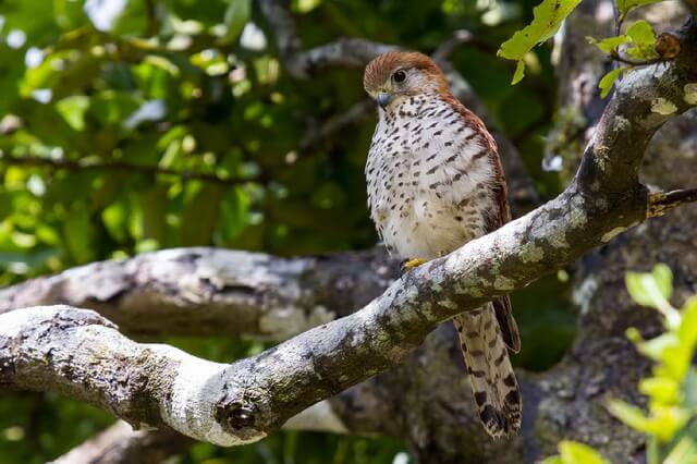 Животные и птицы Маврикия - фото, названия, описание